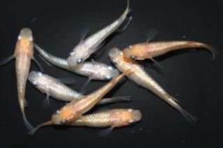  ԥ󥯥եNEOߤF3 ڸʪۡ4ɤ᥹4ɤMLDN0411