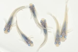   ڸʪۡ3ɤ᥹3ɤMLDN0412