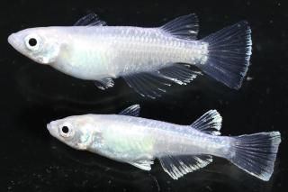  ե ڸʪۡ1ɤ᥹1ɤMLDN0413