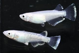  ե ڸʪۡ1ɤ᥹1ɤMLDN0414