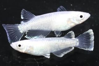  ե ڸʪۡ1ɤ᥹1ɤMLDN0415