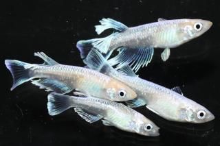  ޥꥢۥ磻ȥޥꥢ ڸʪۡ2ɤ᥹2ɤMLDN0417