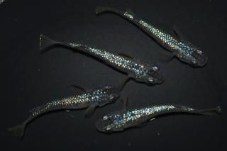  ¹ᴴǷե ڸʪۡ2ɤ᥹2ɤMLDN0418