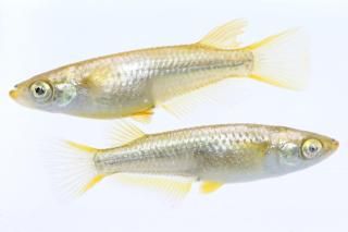  ߥ顼 ڸʪۡ1ɤ᥹1ɤMLDN0419