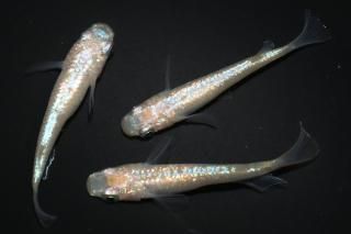 さくら 【現物】 オス1匹メス2匹 サイズM～L DN0421 - めだかの通販