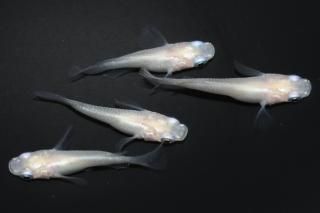  ԥ奢ۥ磻Ⱦ ڸʪۡ2ɤ᥹2ɤMLDN0422