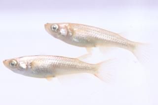  ߥ顼 ڸʪۡ1ɤ᥹1ɤMLDN0423