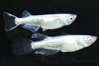  ߥ顼奰 ڸʪۡ1ɤ᥹1ɤMLDN0424