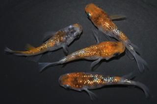  Ⱦ ڸʪۡ2ɤ᥹2ɤMLDN0425