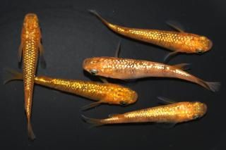  å ڸʪۡ2ɤ᥹3ɤMLDN0428