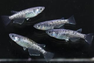  Ƿ ڸʪۡ2ɤ᥹2ɤMLDN0430