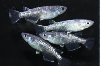  Ƿ ڸʪۡ2ɤ᥹2ɤMLDN0431