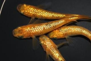  å ڸʪۡ2ɤ᥹2ɤMLDN0432