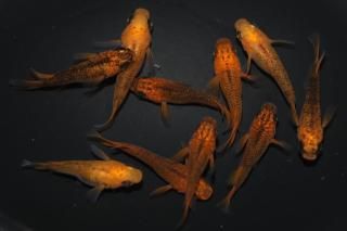  ޼typeRޤη ڸʪۡ5ɤ᥹5ɤMLDN0433