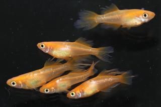  ŷҥĹ ڸʪۡ2ɤ᥹3ɤMLDN0435