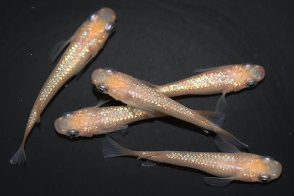 3点お纏め❤️ おまとめ3点 けんや おまとめ専用 3点おまとめ ZXまとめて取引ok様