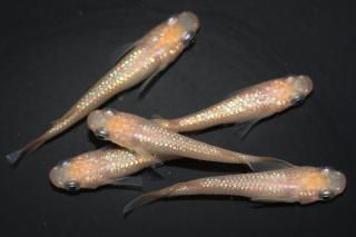   ڸʪۡ2ɤ᥹3ɤMLDN0436