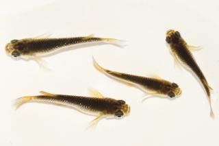   ڸʪۡ2ɤ᥹2ɤMLDN0438