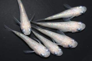  ۥ磻ȥͥץ塼ʥ硼ȡȾޡ ڸʪۡ3ɤ᥹3ɤMLDN0439