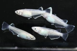  ե ڸʪۡ2ɤ᥹2ɤMLDN0440