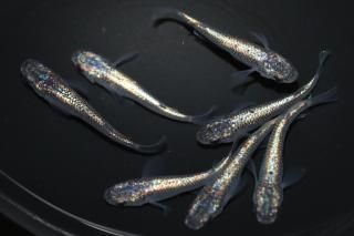  ͥץ塼 ڸʪۡ3ɤ᥹4ɤMLDN0442