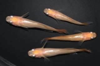  ʥ⥹ ڸʪۡ2ɤ᥹2ɤMLDN0443