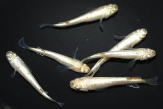  С ڸʪۡ3ɤ᥹3ɤMLDN0444