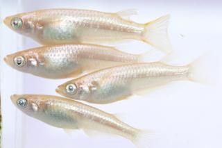  ߥ顼 ڸʪۡ2ɤ᥹2ɤMLDN0445