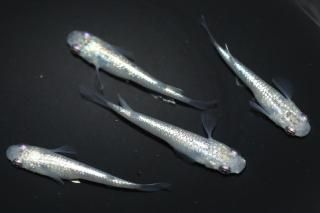  ˥ ڸʪۡ2ɤ᥹2ɤMLDN0446