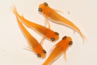  ̵ ڸʪۡ2ɤ᥹2ɤMLDN0447