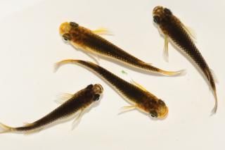   ڸʪۡ2ɤ᥹2ɤMLDN0448