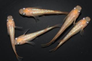   ڸʪۡ2ɤ᥹3ɤMLDN0449