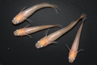  ʥ⥹ ڸʪۡ2ɤ᥹2ɤMLDN0450