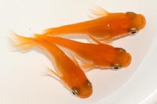  ̵Ⱦ ڸʪۡ2ɤ᥹1ɤMLDN0452