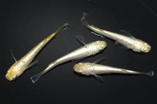  С ڸʪۡ2ɤ᥹2ɤMLDN0453