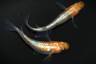 <img class='new_mark_img1' src='https://img.shop-pro.jp/img/new/icons5.gif' style='border:none;display:inline;margin:0px;padding:0px;width:auto;' />ꥷ ڸʪۡ1ɤ᥹1ɤMLDN0701