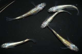 <img class='new_mark_img1' src='https://img.shop-pro.jp/img/new/icons5.gif' style='border:none;display:inline;margin:0px;padding:0px;width:auto;' />ꥷ ڸʪۡ2ɤ᥹3ɤMLDN0702