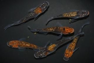 <img class='new_mark_img1' src='https://img.shop-pro.jp/img/new/icons5.gif' style='border:none;display:inline;margin:0px;padding:0px;width:auto;' /> ڸʪۡ3ɤ᥹3ɤMLDN0703