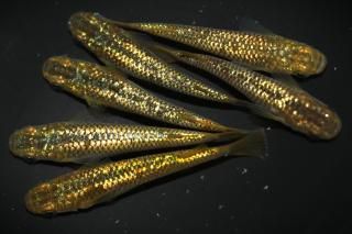 <img class='new_mark_img1' src='https://img.shop-pro.jp/img/new/icons5.gif' style='border:none;display:inline;margin:0px;padding:0px;width:auto;' /> ڸʪۡ1ɤ᥹5ɤLLDN0704