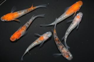 <img class='new_mark_img1' src='https://img.shop-pro.jp/img/new/icons5.gif' style='border:none;display:inline;margin:0px;padding:0px;width:auto;' />() ڸʪۡ3ɤ᥹3ɤMLDN0705