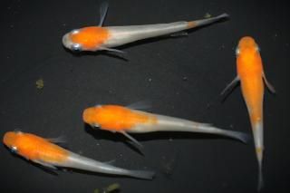 <img class='new_mark_img1' src='https://img.shop-pro.jp/img/new/icons5.gif' style='border:none;display:inline;margin:0px;padding:0px;width:auto;' />Į ڸʪۡ2ɤ᥹2ɤMLDN0706