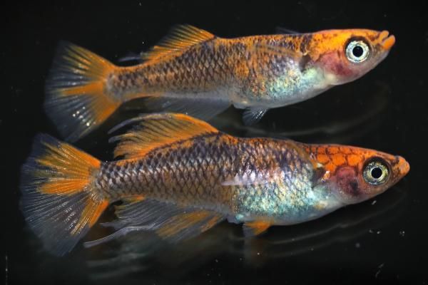 紅薊スワロー 【現物】 オス1匹メス1匹 サイズM～L DN0707 - めだかの