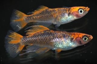 <img class='new_mark_img1' src='https://img.shop-pro.jp/img/new/icons5.gif' style='border:none;display:inline;margin:0px;padding:0px;width:auto;' />驥 ڸʪۡ1ɤ᥹1ɤMLDN0707