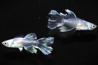 <img class='new_mark_img1' src='https://img.shop-pro.jp/img/new/icons5.gif' style='border:none;display:inline;margin:0px;padding:0px;width:auto;' />ե˹(᥹Bη) ڸʪۡ1ɤ᥹1ɤMLDN0708