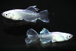 <img class='new_mark_img1' src='https://img.shop-pro.jp/img/new/icons5.gif' style='border:none;display:inline;margin:0px;padding:0px;width:auto;' />ե˹ ڸʪۡ1ɤ᥹1ɤMLDN0709