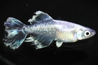 <img class='new_mark_img1' src='https://img.shop-pro.jp/img/new/icons5.gif' style='border:none;display:inline;margin:0px;padding:0px;width:auto;' />ե˹ ڸʪۡ1ɤ᥹1ɤMLDN0710