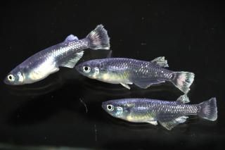 <img class='new_mark_img1' src='https://img.shop-pro.jp/img/new/icons5.gif' style='border:none;display:inline;margin:0px;padding:0px;width:auto;' />֥å졼 ڸʪۡ1ɤ᥹2ɤMLDN0711