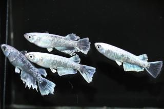 <img class='new_mark_img1' src='https://img.shop-pro.jp/img/new/icons5.gif' style='border:none;display:inline;margin:0px;padding:0px;width:auto;' />뵴η ڸʪۡ2ɤ᥹2ɤMLDN0712