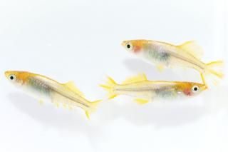 ウメ子 黄金透明鱗ヒカリ 【現物】 オス1匹メス2匹 サイズM～L DN0713