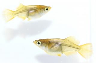 <img class='new_mark_img1' src='https://img.shop-pro.jp/img/new/icons5.gif' style='border:none;display:inline;margin:0px;padding:0px;width:auto;' />ҥ ڸʪۡ1ɤ᥹1ɤMLDN0714